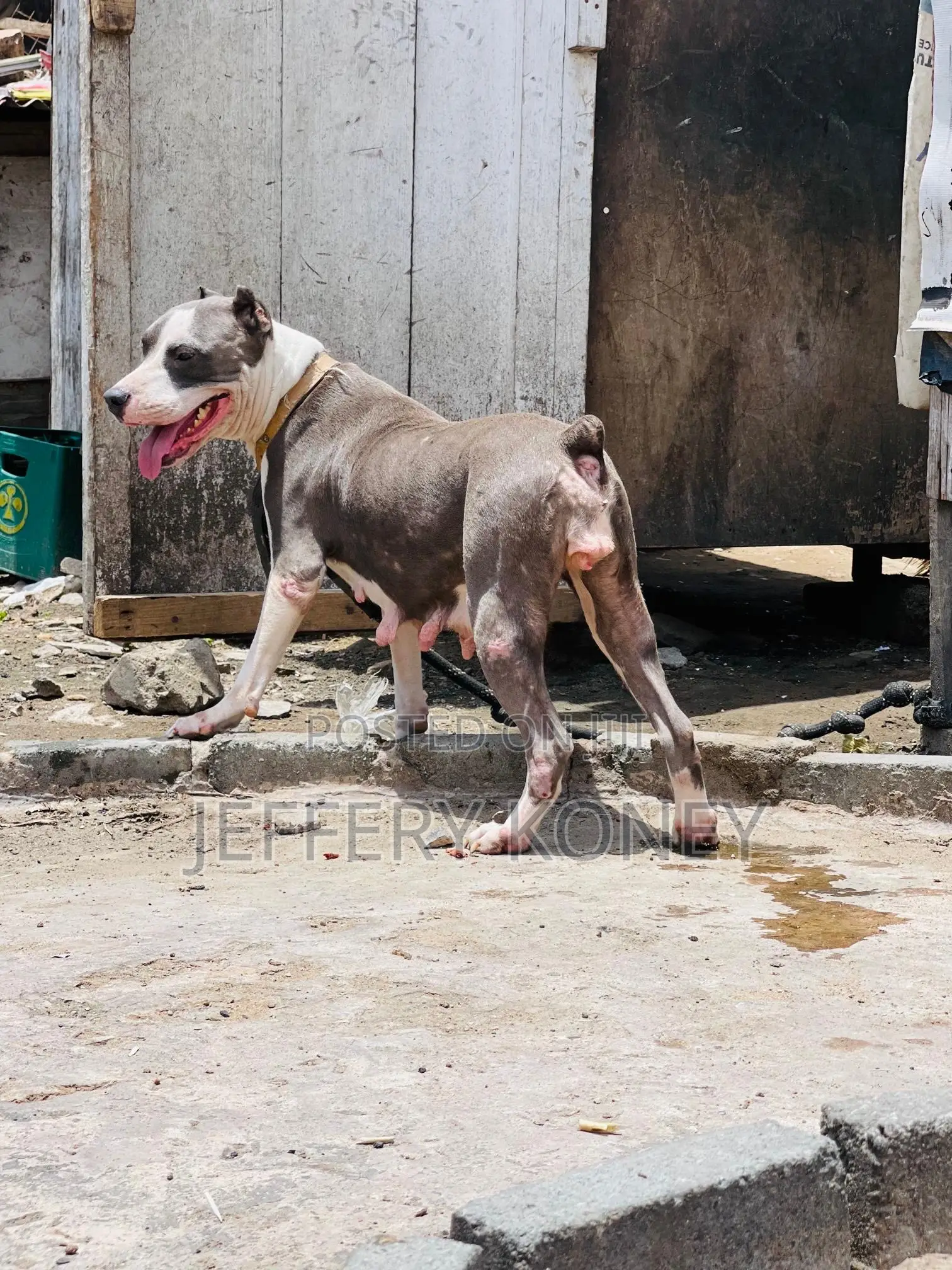 1+ year Female Purebred American Pit Bull Terrier