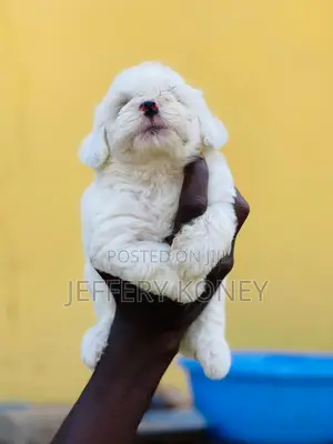 1-3 months Male Purebred Poodle