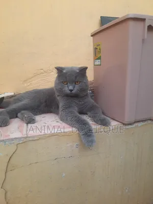 1+ year Male Purebred British Shorthair