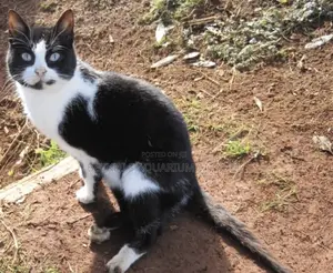6-12 months Female Purebred Cat