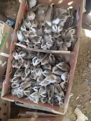 Guinea Fowl Keets