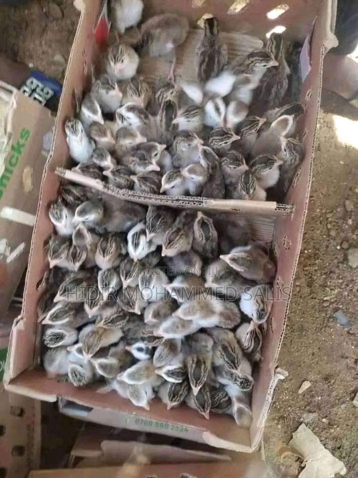 Guinea Fowl Keets