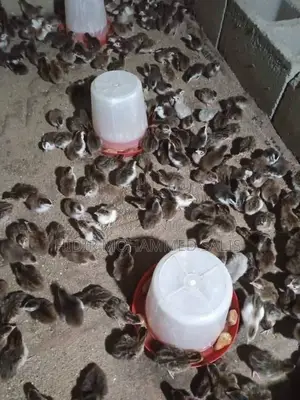 Guinea Fowl Keets