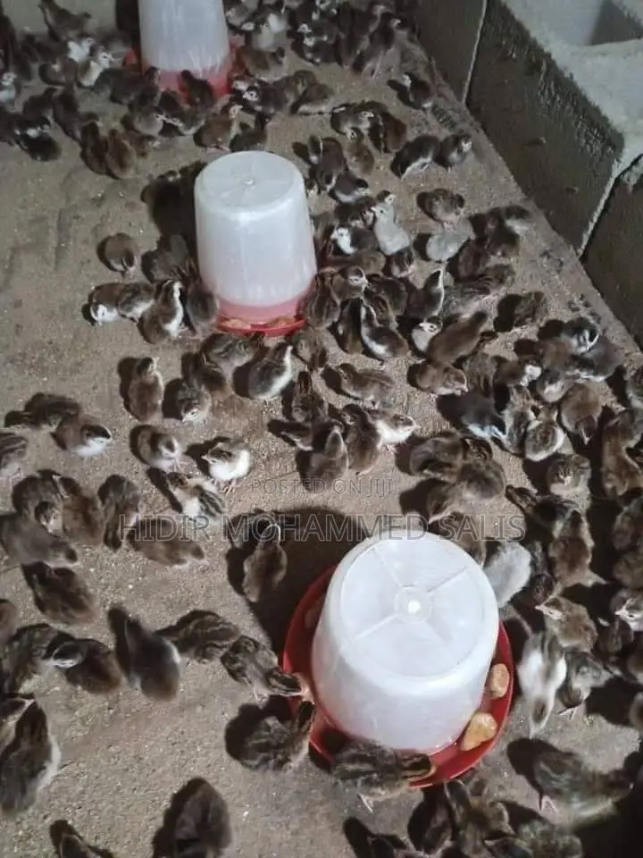 Guinea Fowl Keets