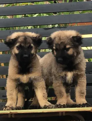 1-3 months Female Purebred Caucasian Shepherd