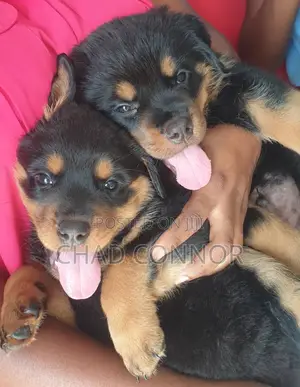 1-3 months Male Purebred Rottweiler