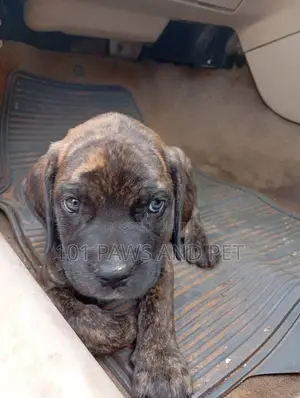 1-3 months Male Purebred Boerboel