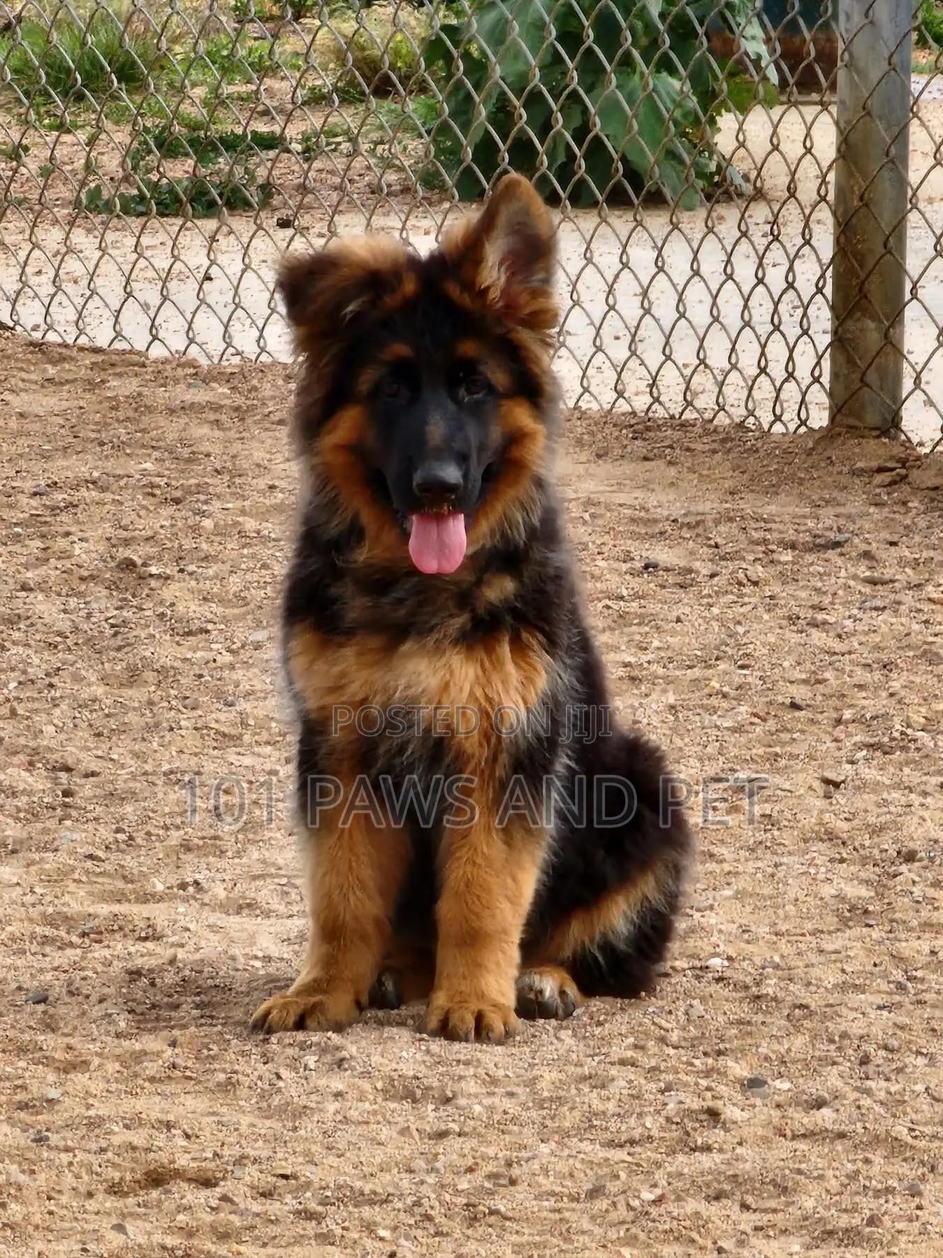 3-6 months Male Purebred German Shepherd