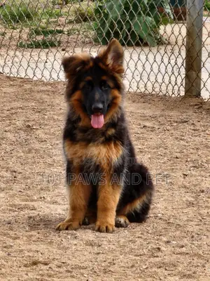 3-6 months Male Purebred German Shepherd