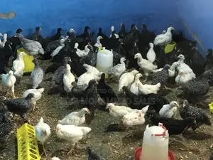 Plymouth Rock and White Rock Cockerel