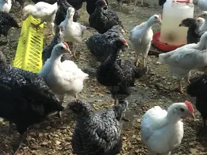Plymouth Rock and White Rock Cockerel