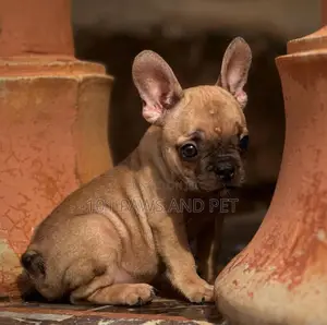 1-3 months Female Purebred French Bulldog