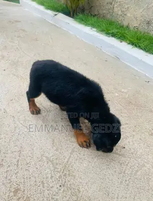 1-3 months Female Purebred Rottweiler