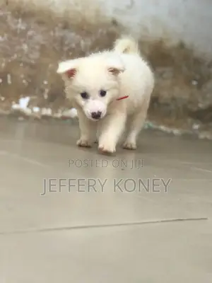1-3 months Male Purebred American Eskimo