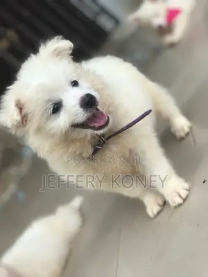 1-3 months Male Purebred American Eskimo