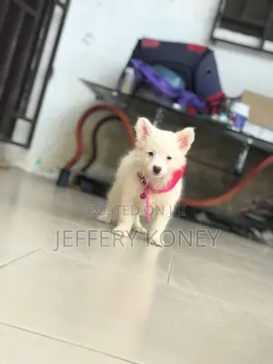 1-3 months Female Purebred American Eskimo