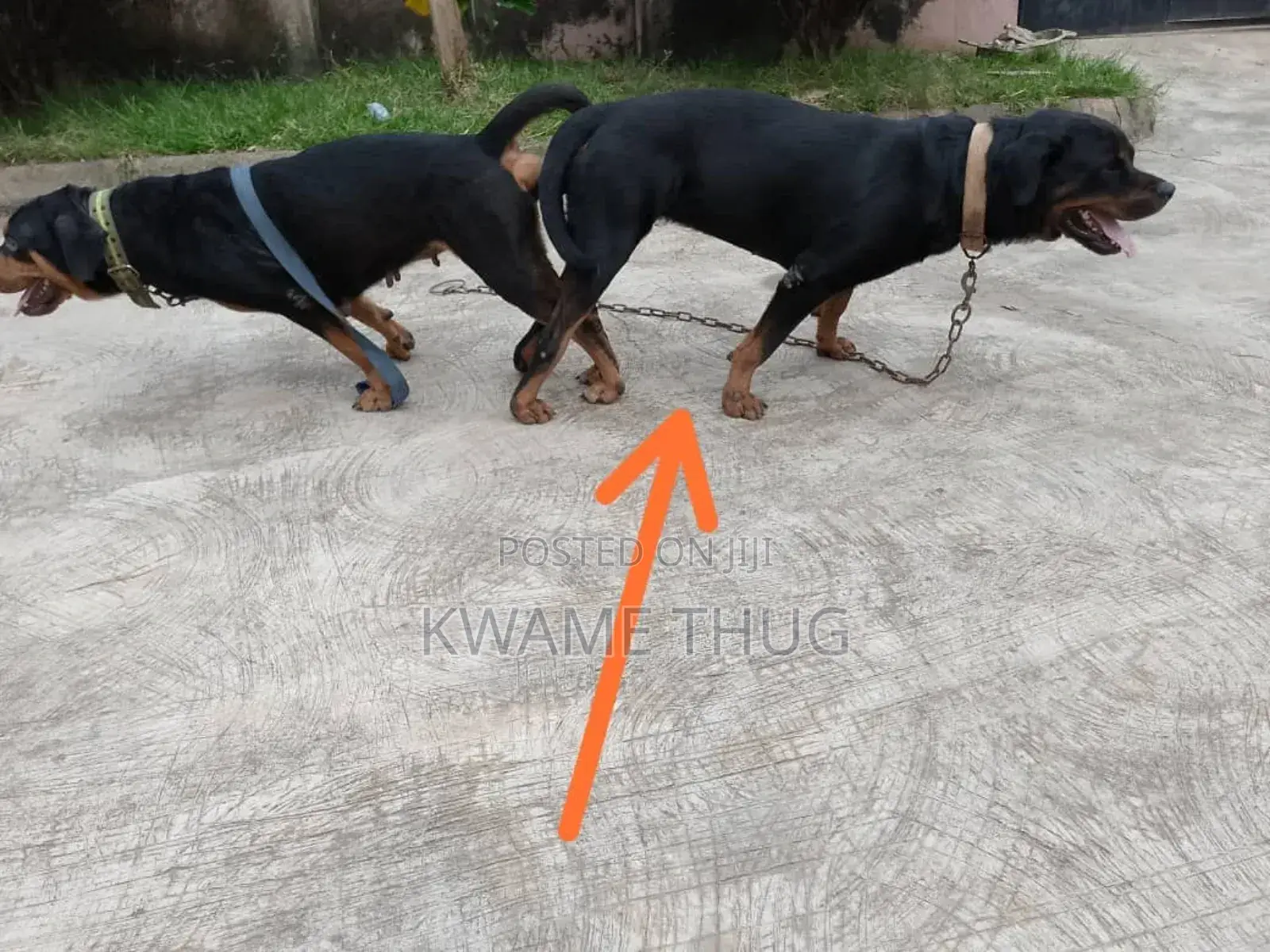 1+ year Male Purebred Rottweiler