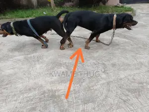 1+ year Male Purebred Rottweiler
