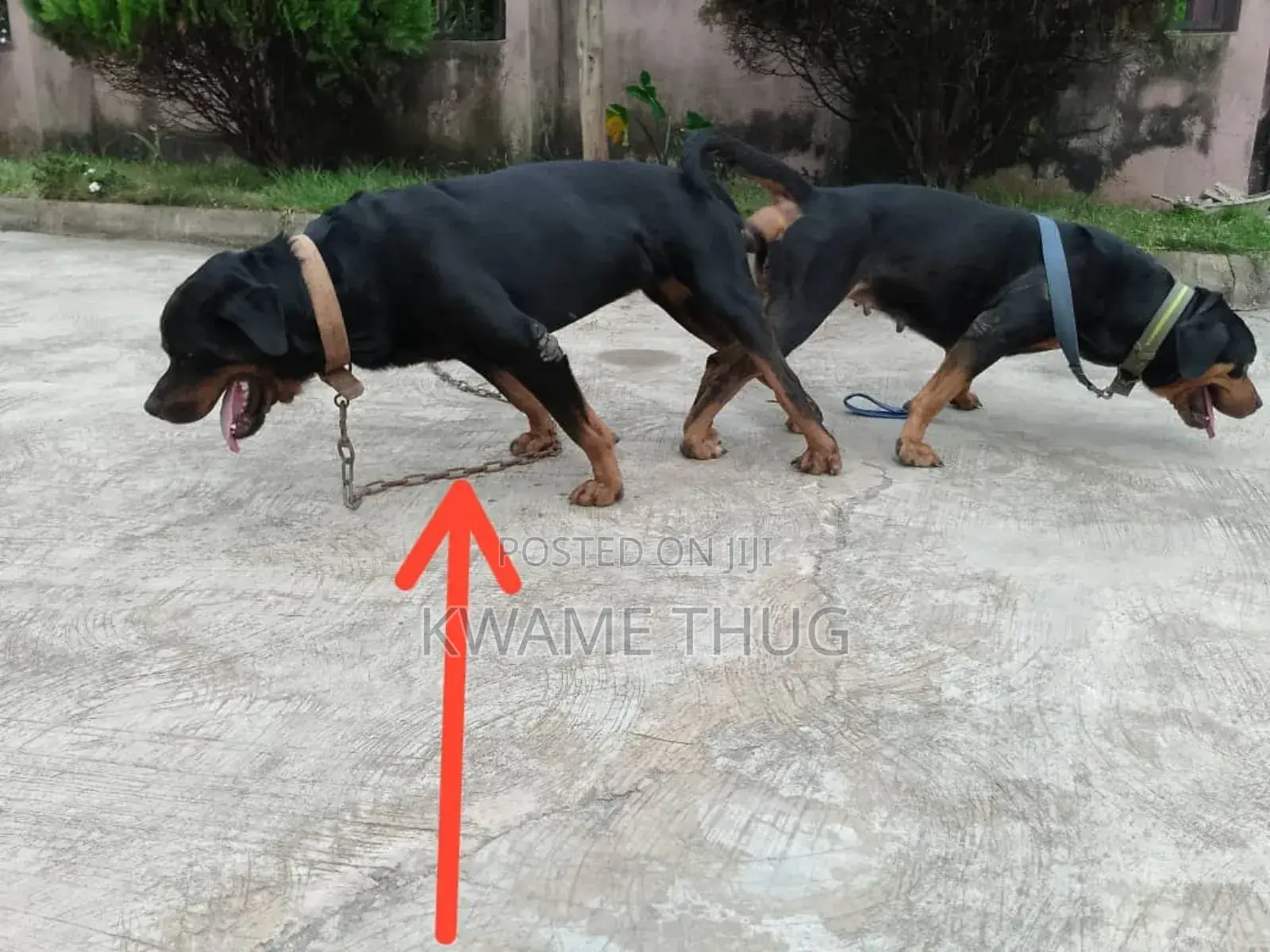 1+ year Male Purebred Rottweiler