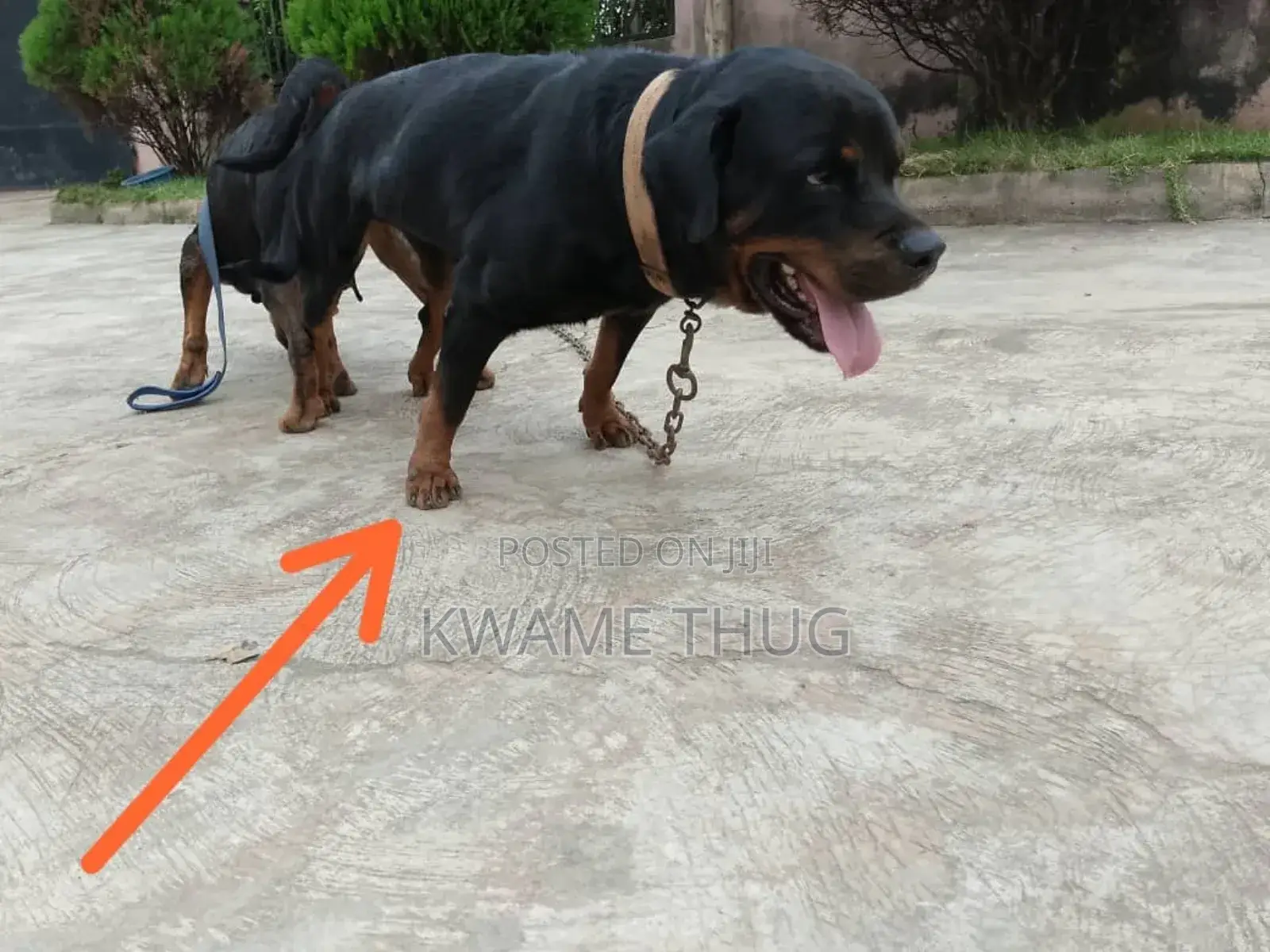1+ year Male Purebred Rottweiler
