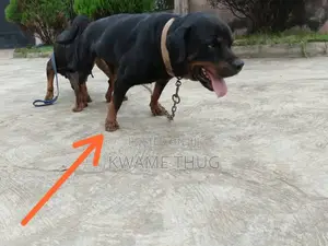 1+ year Male Purebred Rottweiler