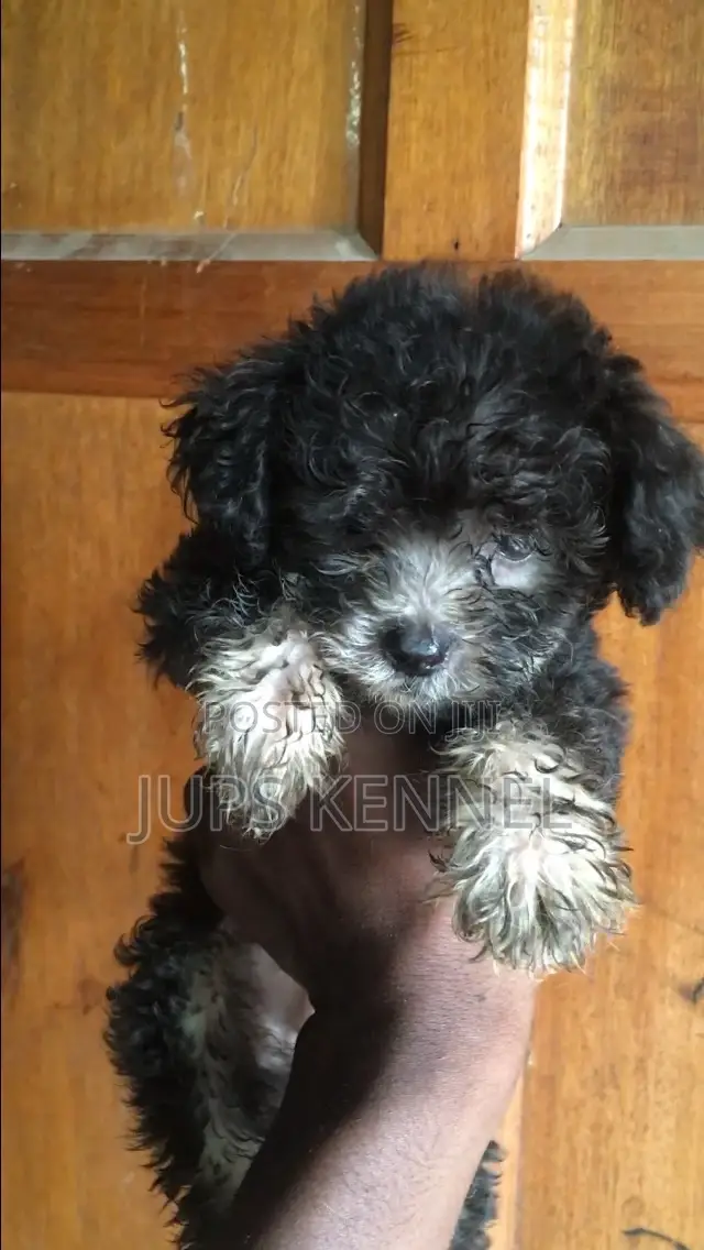 1-3 months Male Purebred Poodle