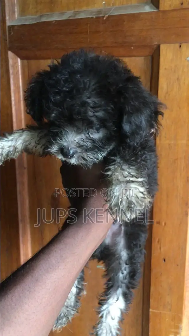 1-3 months Male Purebred Poodle