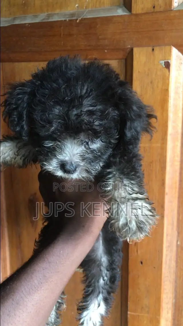 1-3 months Male Purebred Poodle