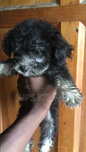 1-3 months Male Purebred Poodle