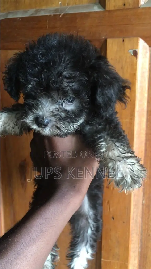 1-3 months Male Purebred Poodle