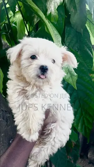 1-3 months Male Purebred Poodle