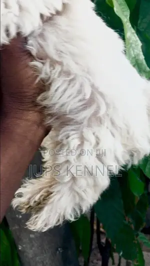 1-3 months Male Purebred Poodle