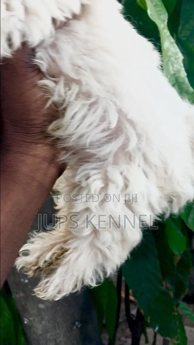 1-3 months Male Purebred Poodle