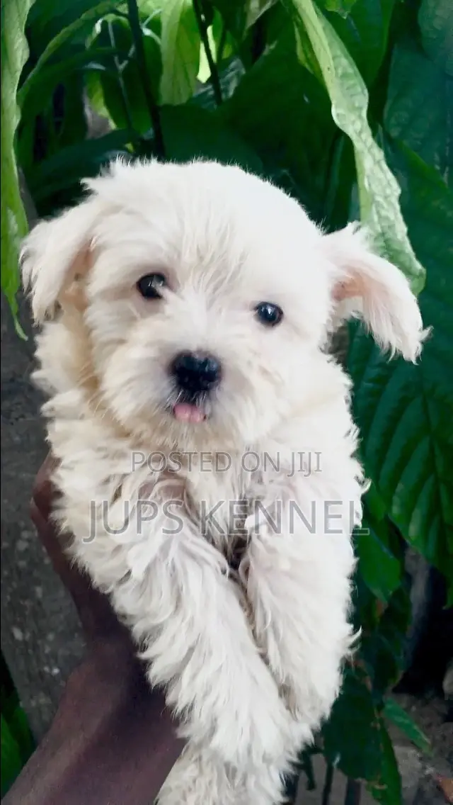 1-3 months Male Purebred Poodle
