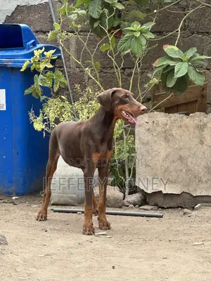 3-6 months Male Purebred Doberman Pinscher