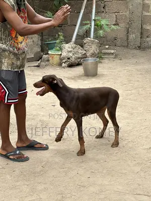3-6 months Male Purebred Doberman Pinscher