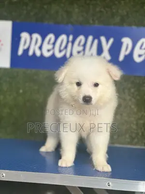 1-3 months Male Purebred American Eskimo