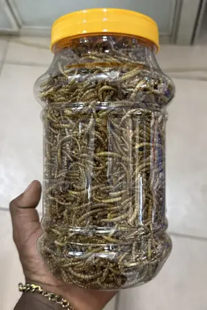 Dried Meal Worms / Fish Feed