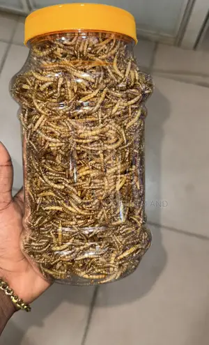Dried Meal Worms / Fish Feed
