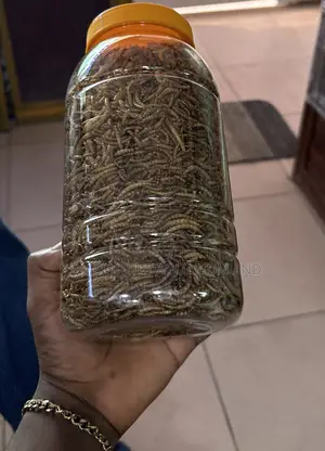 Dried Mealworms