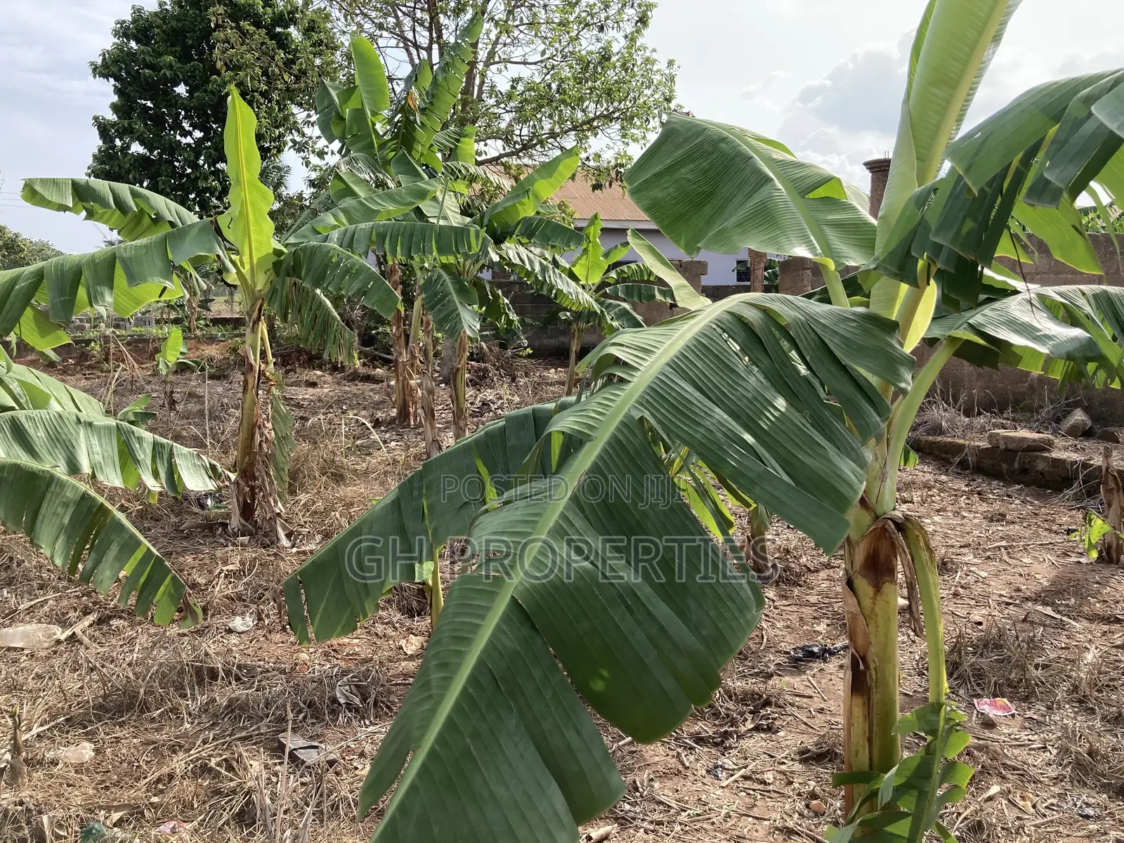 One Plot for Sale at Kwanwoma Konkoli.