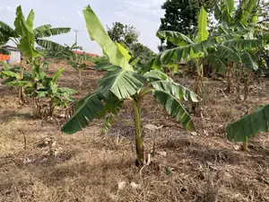 One Plot for Sale at Kwanwoma Konkoli.