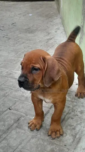 1-3 months Male Purebred Boerboel