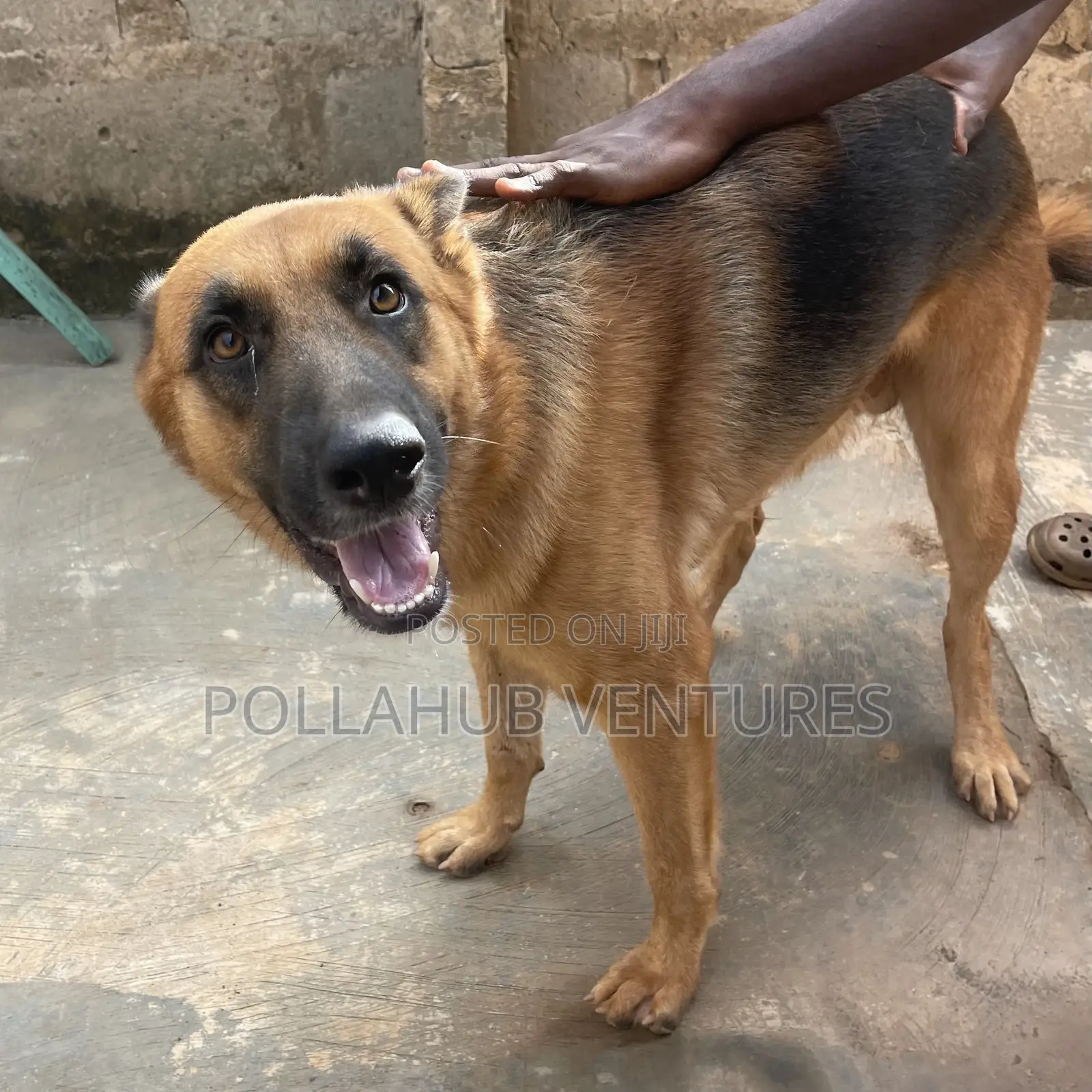 German Shepherd Stud / Crossing Services