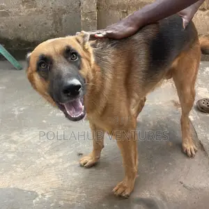 German Shepherd Stud / Crossing Services