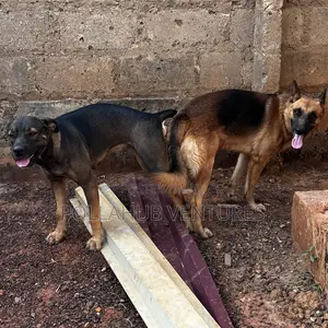 German Shepherd Stud / Crossing Services