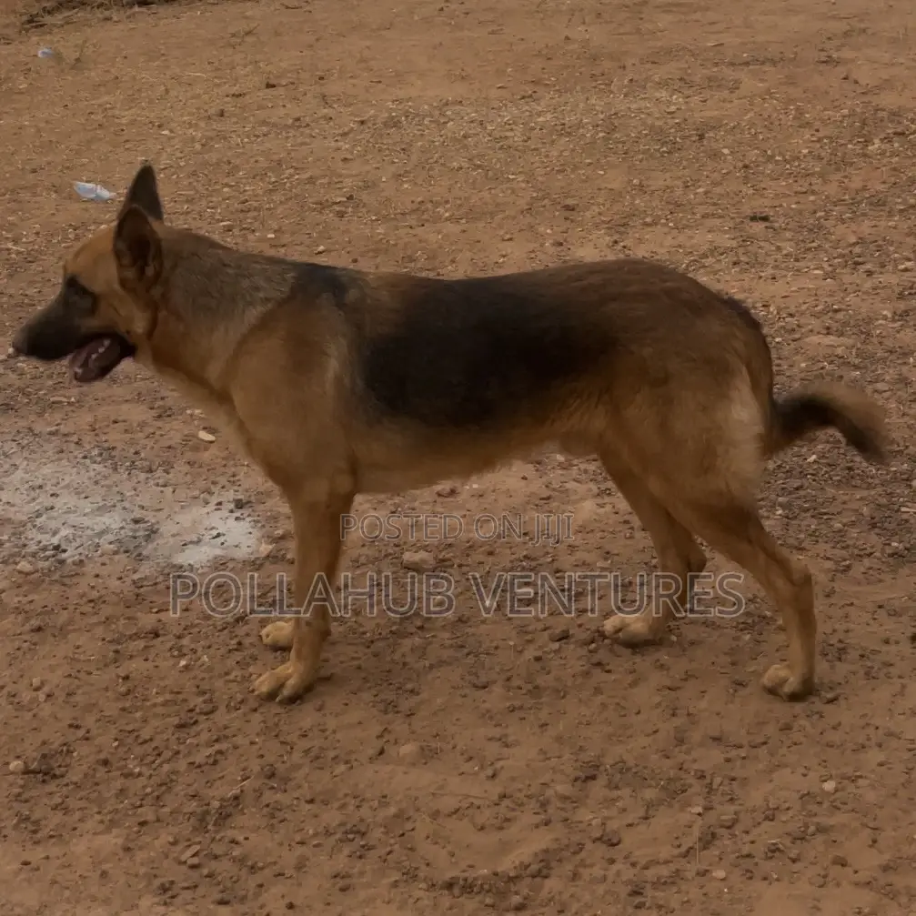 German Shepherd Stud / Crossing Services