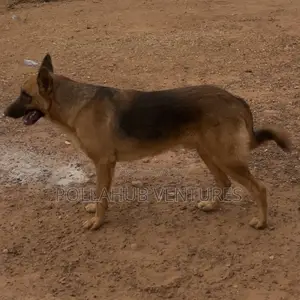 German Shepherd Stud / Crossing Services