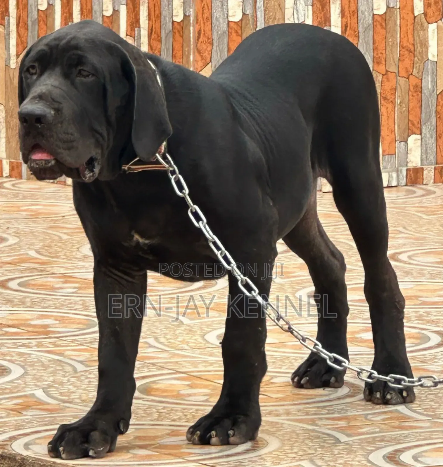 6-12 months Male Purebred Boerboel