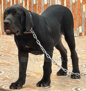 6-12 months Male Purebred Boerboel